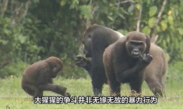 大猩猩交配视频高清,高清交配视频揭秘神秘生活